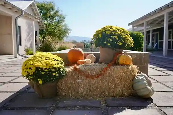 Pumpkins Without the Patch Budget